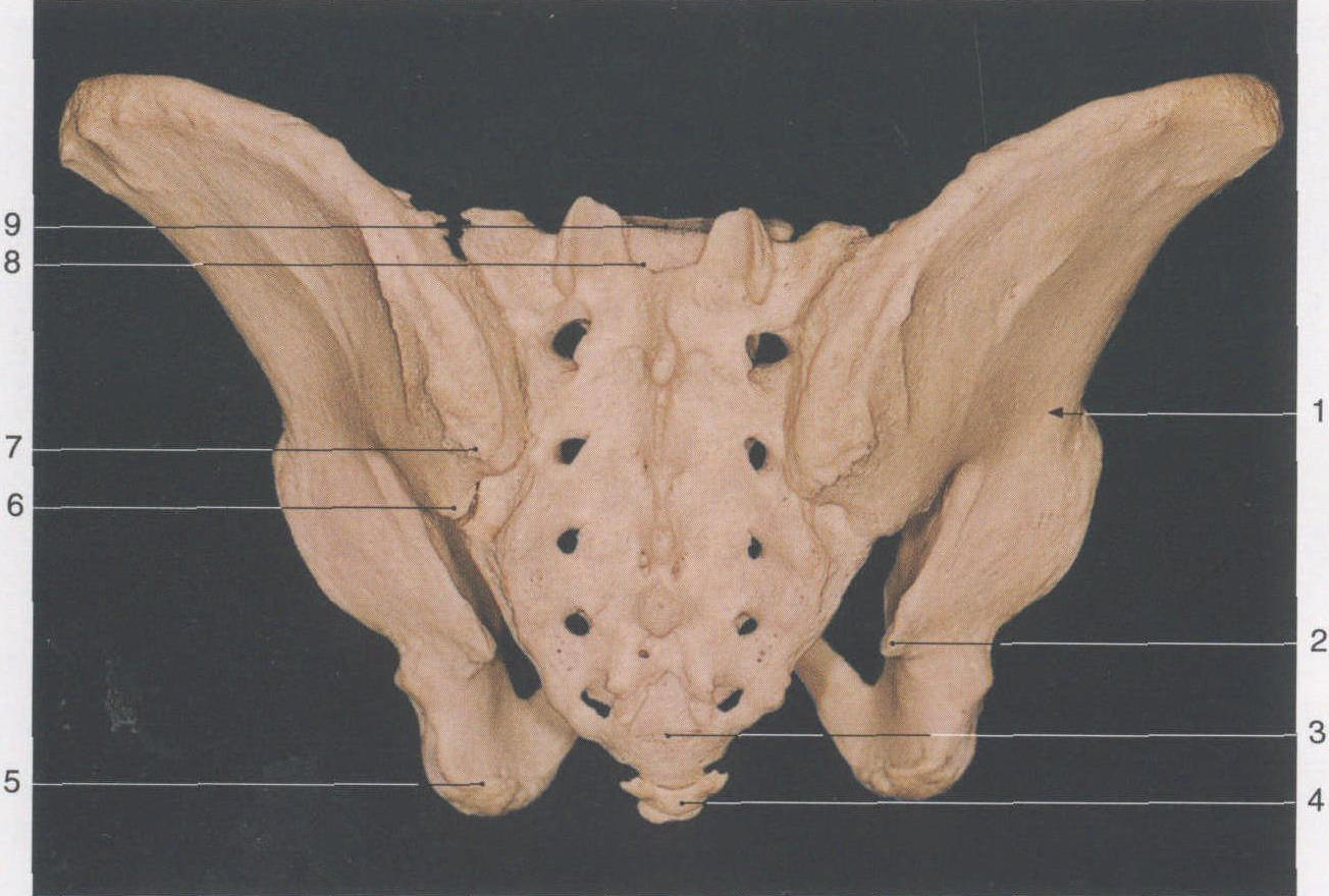 2. 男性骨盆(后面观)